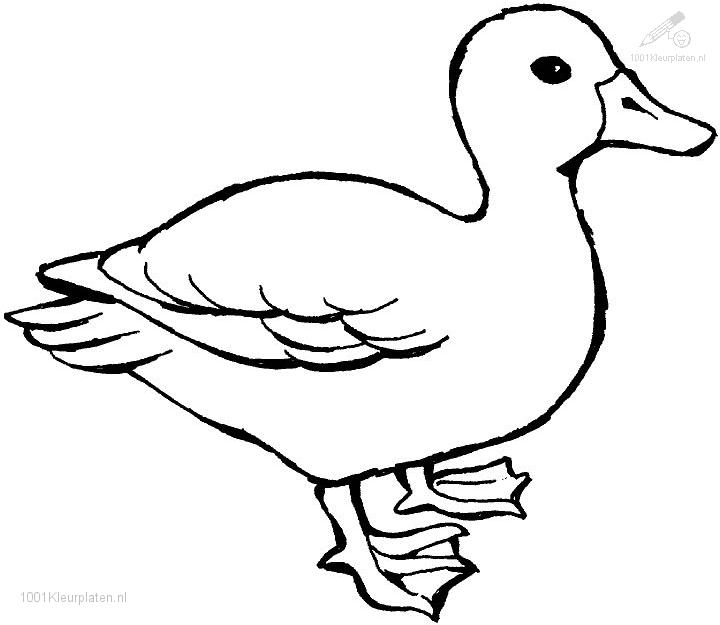 Dessin #12556 - dessin de canard à imprimer
