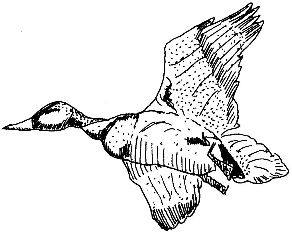 Coloriage A Imprimer Canard