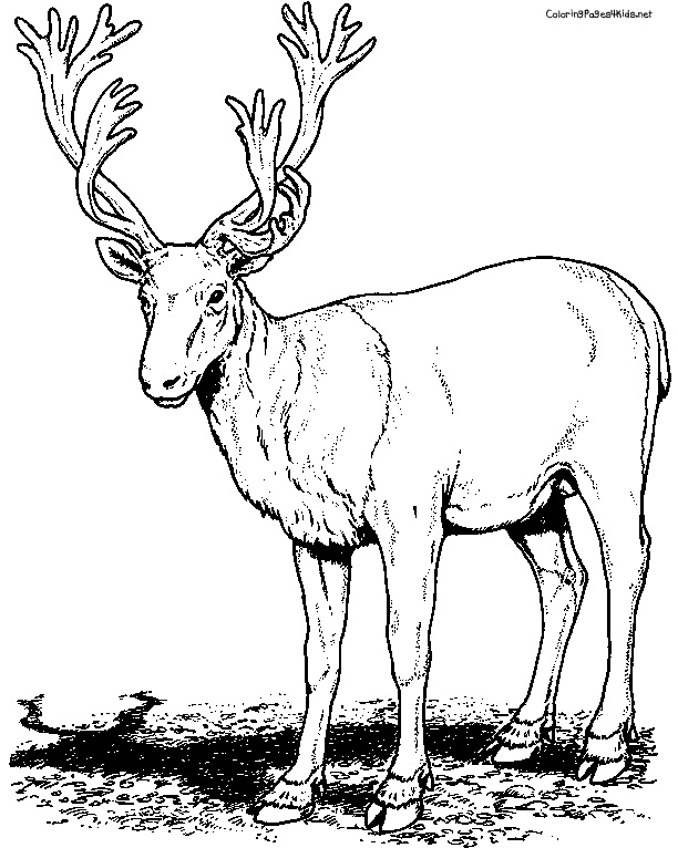 Dessin #12577 - Coloriage caribou