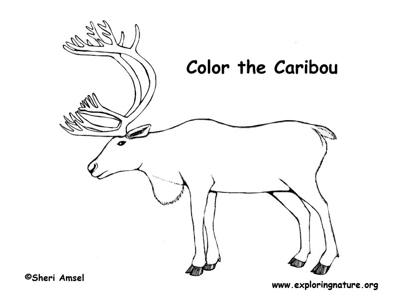 Dessin #12580 - jeux de coloriage caribou