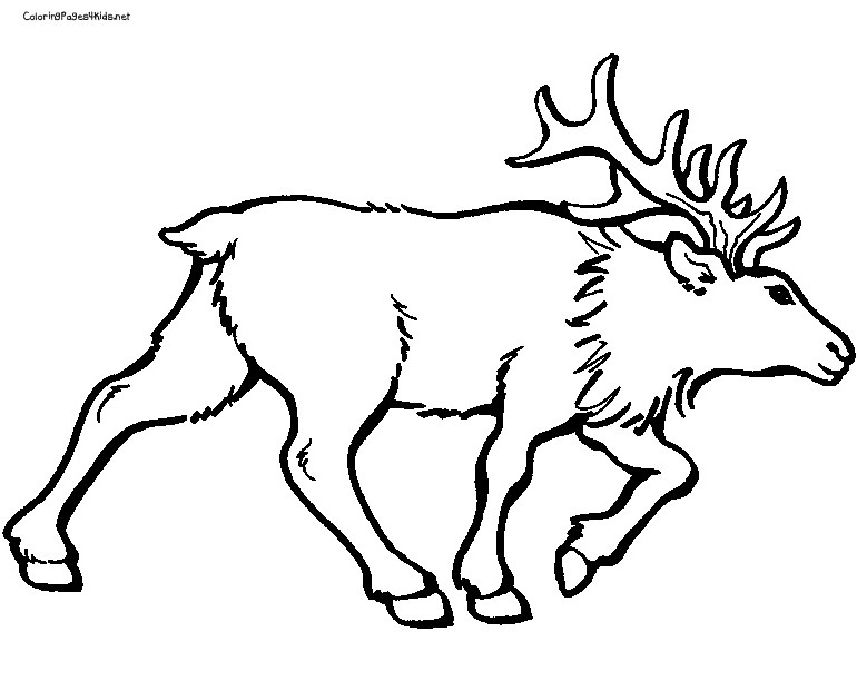 Dessin #12581 - Coloriage caribou