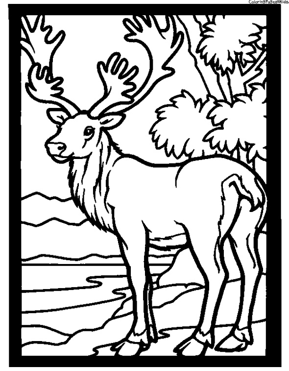 Dessin #12583 - coloriage caribou