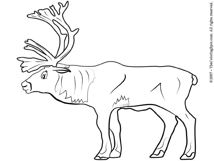 Dessin #12584 - dessin de caribou gratuit a imprimer et colorier