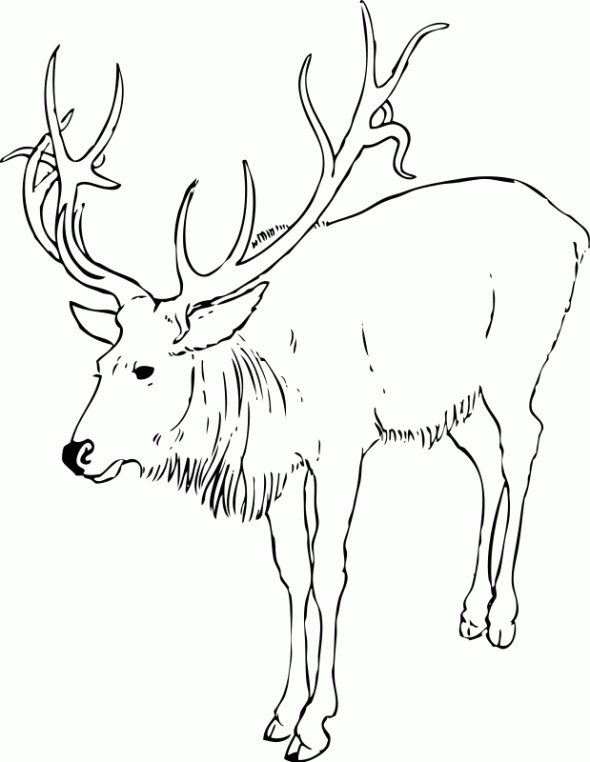 Dessin #12598 - coloriage de caribou 
