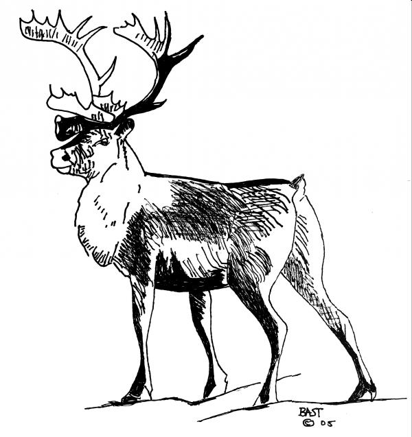 Dessin #12600 - dessin gratuit caribou a imprimer