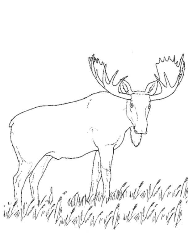 Dessin #12603 - Coloriage caribou
