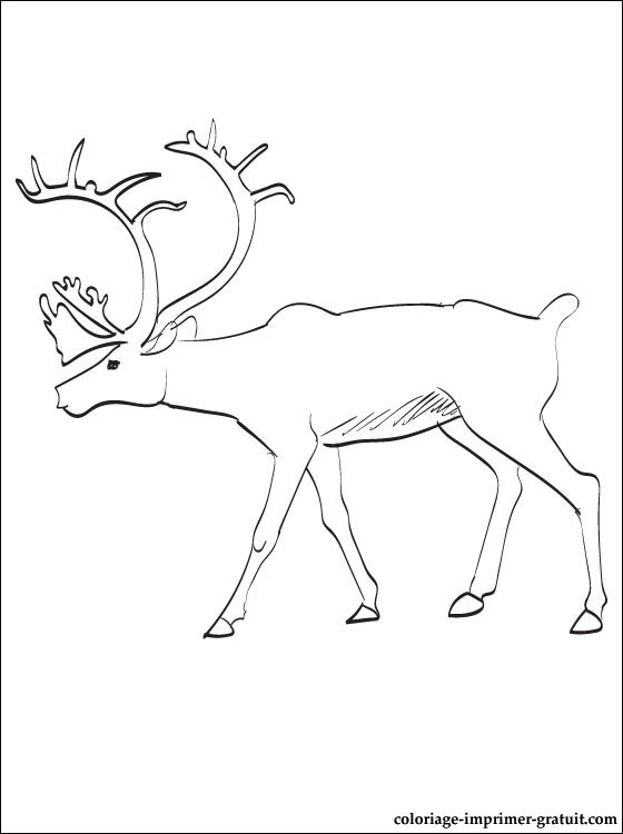 Dessin #12604 - dessin gratuit de caribou a imprimer et colorier
