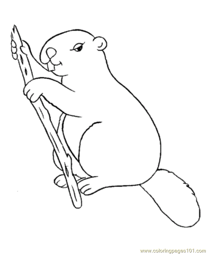 dessins à colorier castor (mammals castor) gratuit à imprimer coloriage