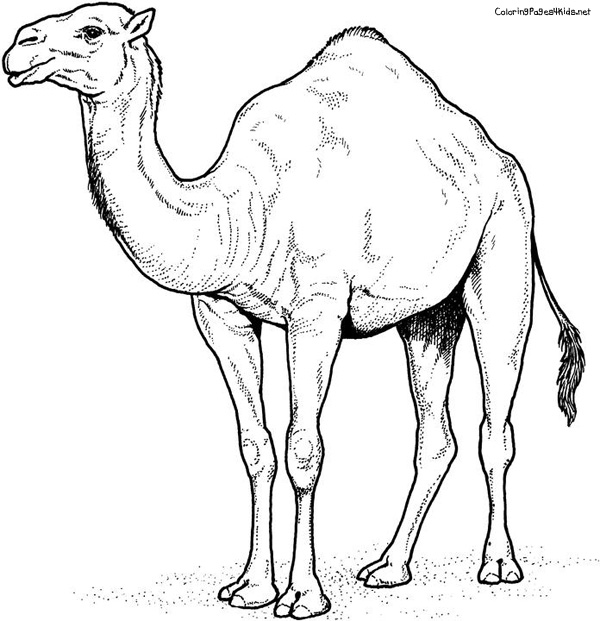Dessin #12611 - dessin gratuit chameau à imprimer