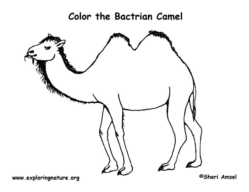 Dessin #12623 - dessin de chameau imprimer et colorier