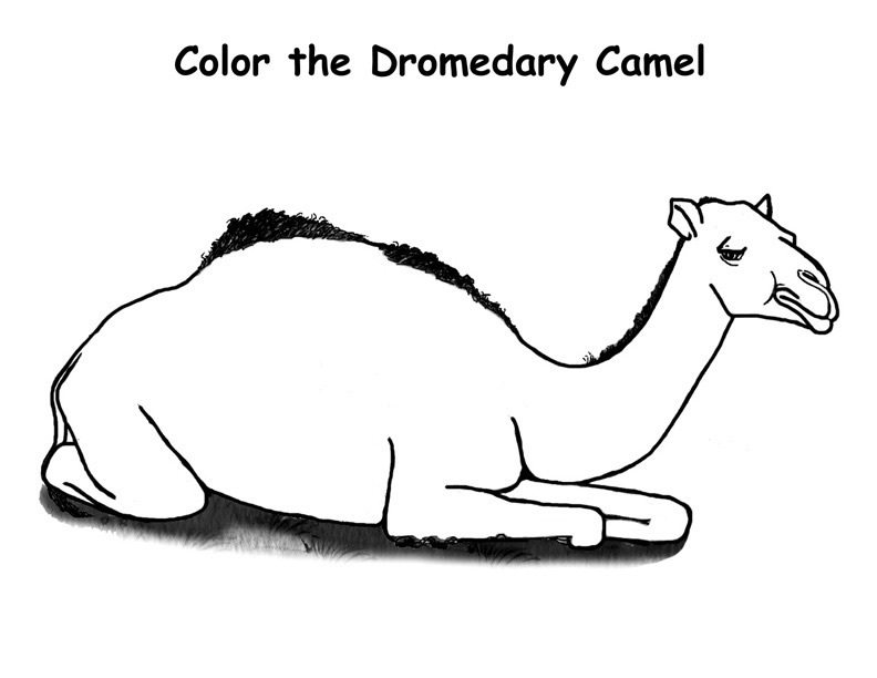 Dessin #12625 - dessin gratuit chameau a imprimer et colorier