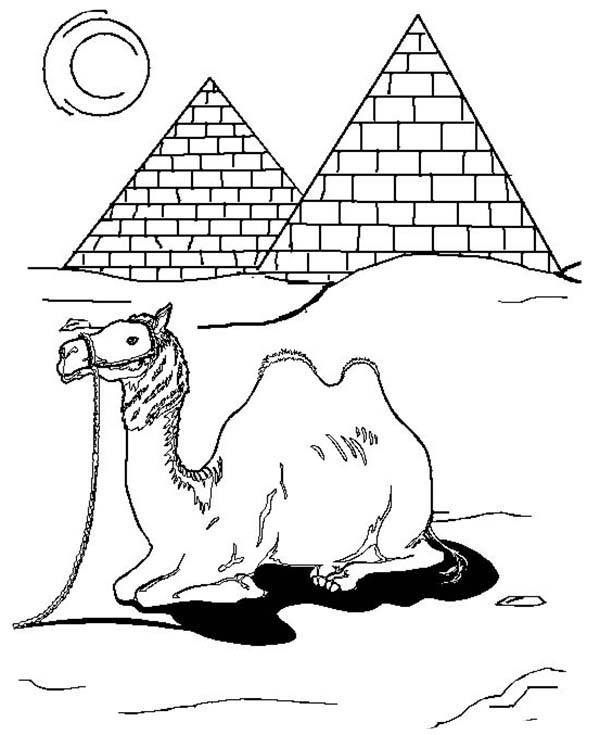 Dessin #12630 - dessin gratuit de chameau a colorier