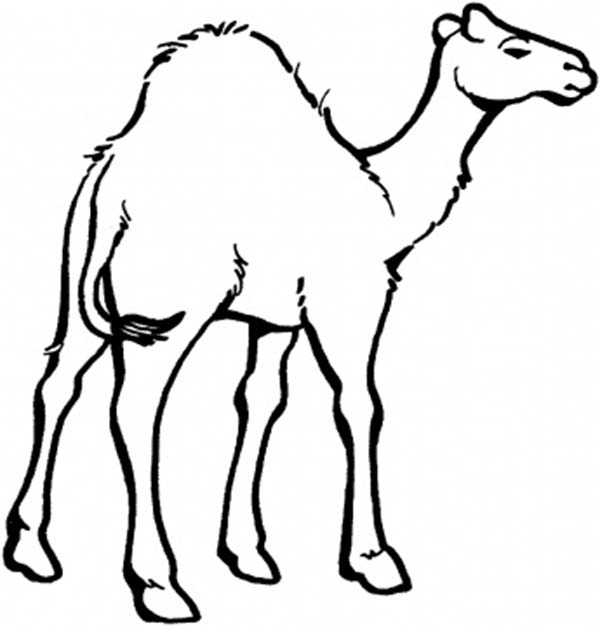 Dessin #12632 - Coloriage de chameau gratuit