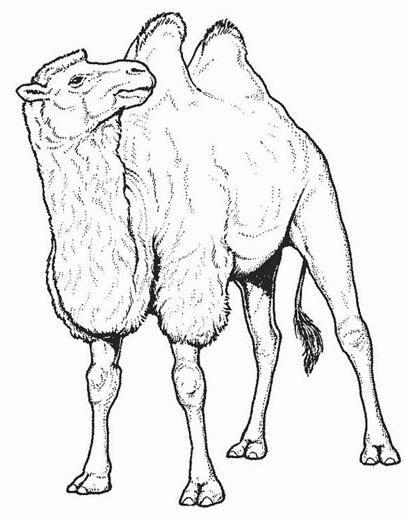 Dessin #12636 - coloriage chameau à imprimer et colorier