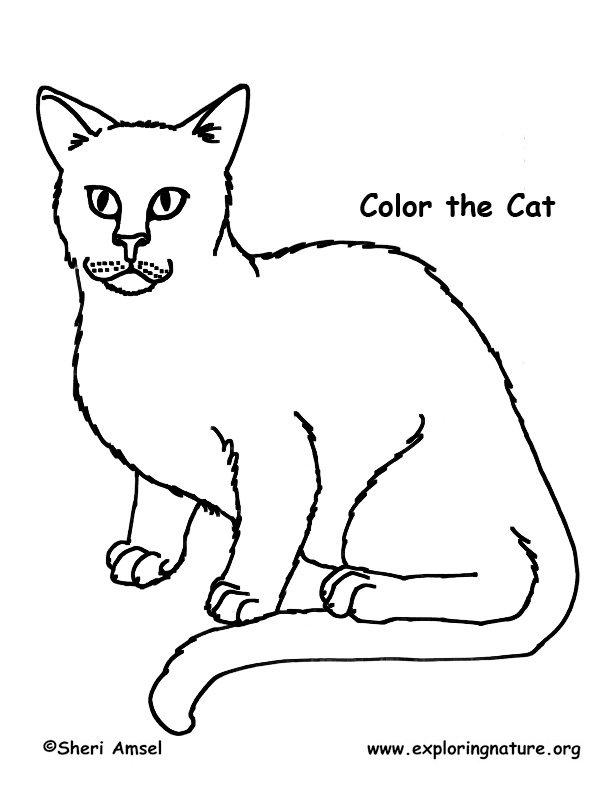 Coloriage de chat a imprimer