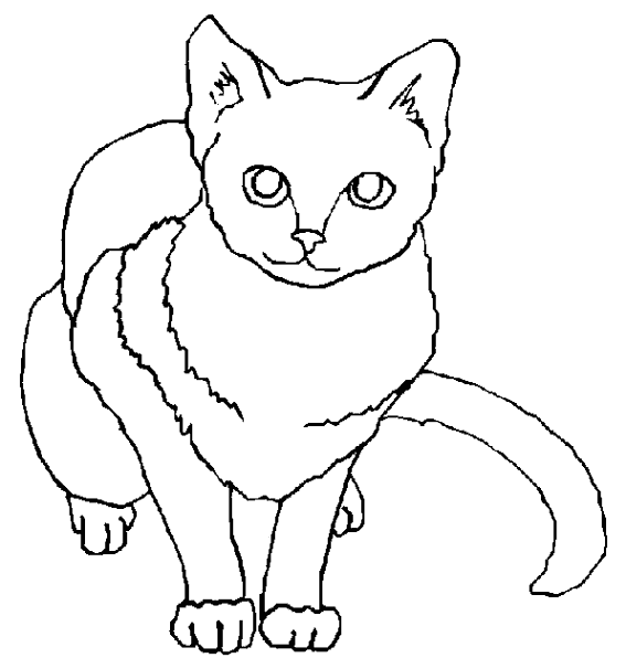Image de chat a dessiner