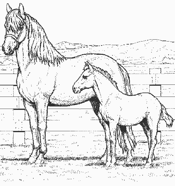 Coloriage de cheval à imprimer