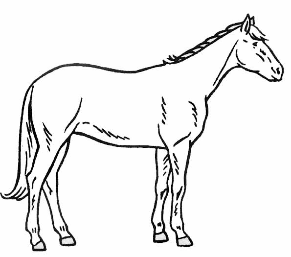 Coloriage cheval