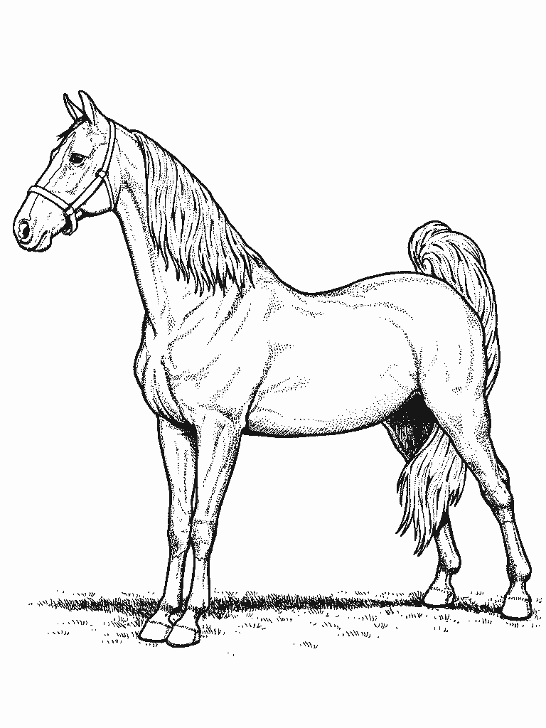 Image de cheval a dessiner