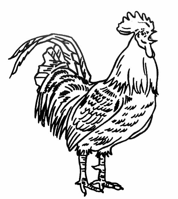 Dessin #12821 - Un beau dessin de coq a colorier et imprimer gratuit