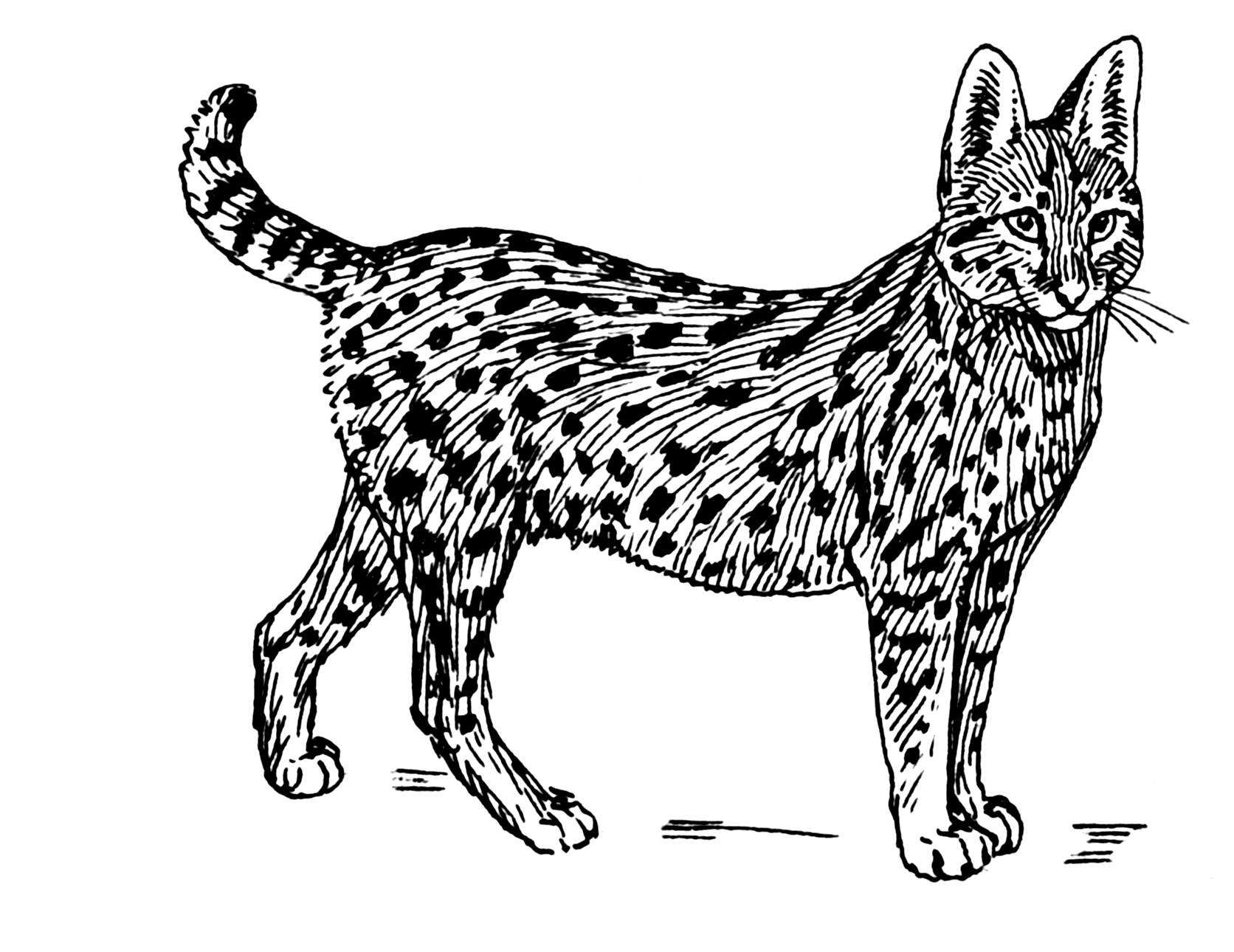 Coloriage cougar