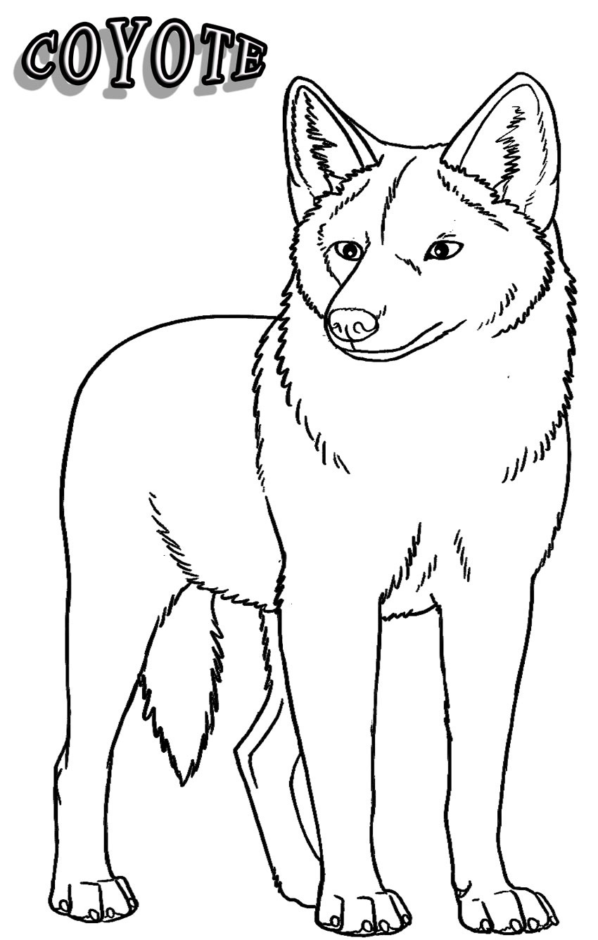 Dessin #12846 - coloriage gratuit de coyote à imprimer