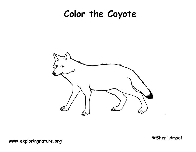 Dessin #12855 - coloriage coyote gratuit