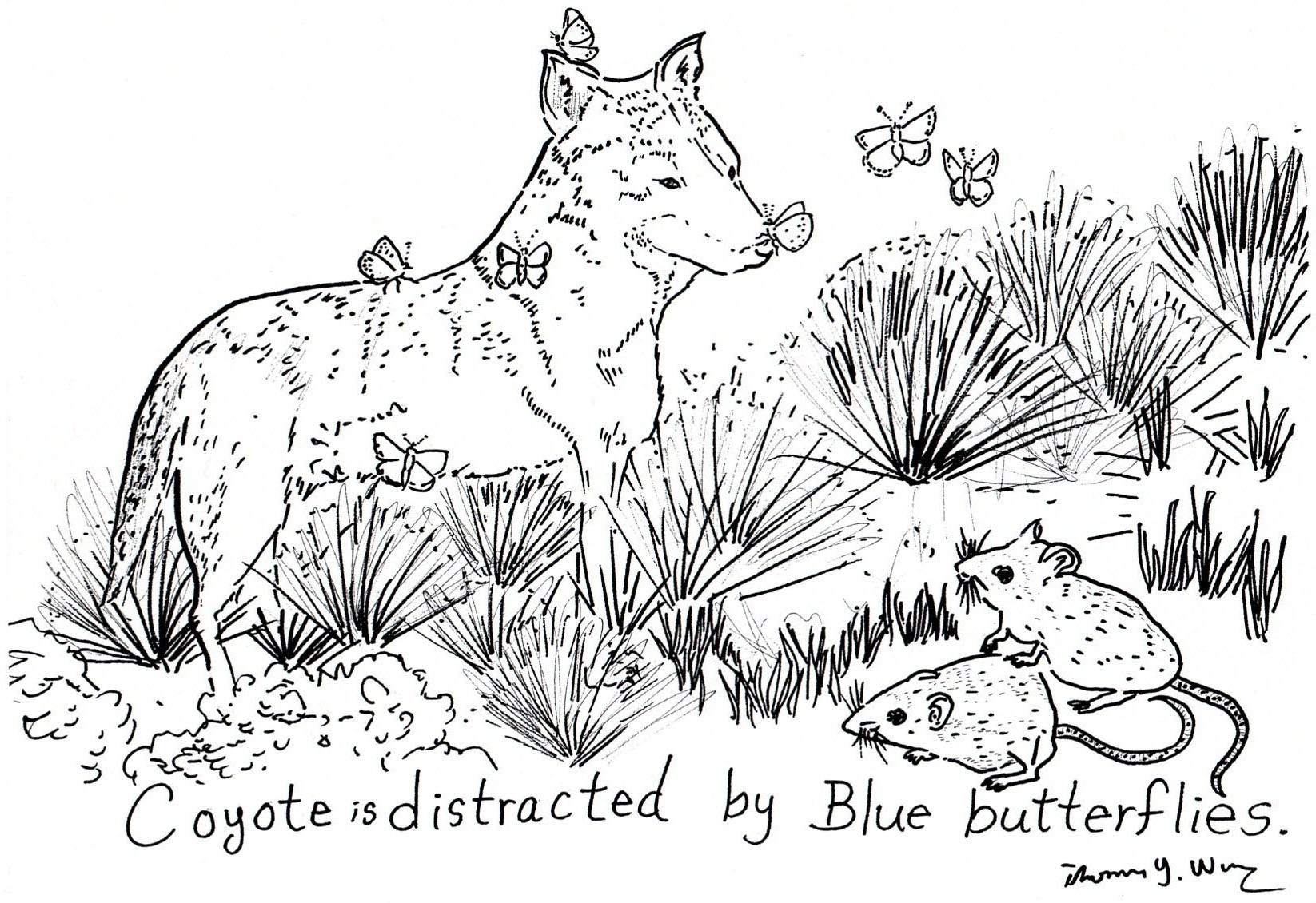 Dessin #12857 - coloriage de coyote gratuit à imprimer