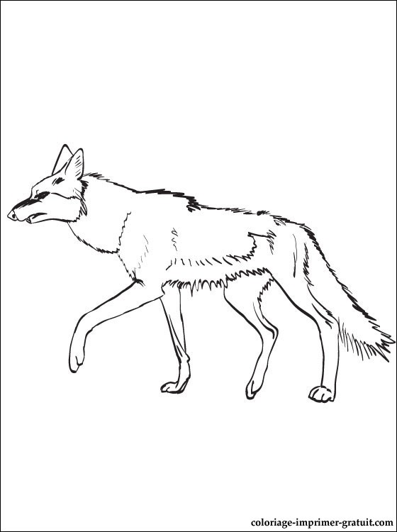 Dessin #12858 - Image amusante de coyote a imprimer