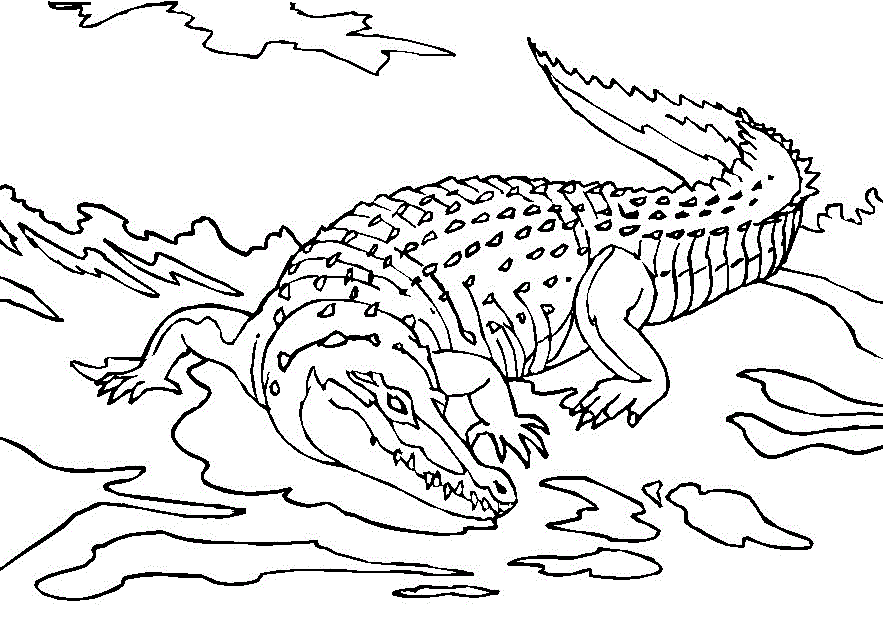 Jeux de coloriage crocodile à colorier et imprimer