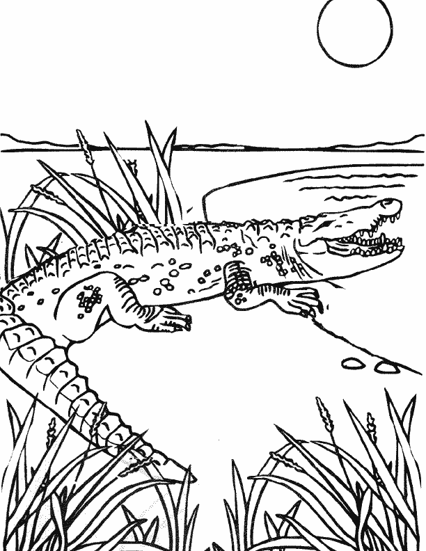 Dessin de crocodile à colorier