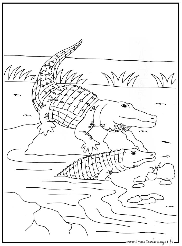 Coloriage de crocodile imprimer et colorier