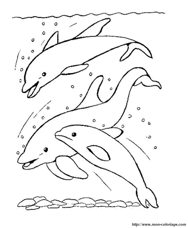 Coloriage de dauphin gratuit a imprimer et colorier