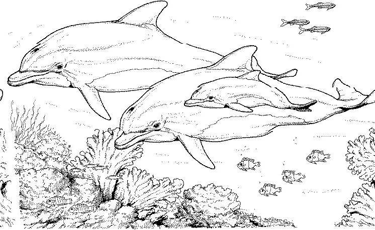 146 dessins de coloriage dauphin à imprimer sur LaGuerche.com - Page 5