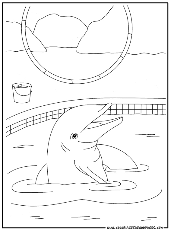 Dessin gratuit dauphin à imprimer