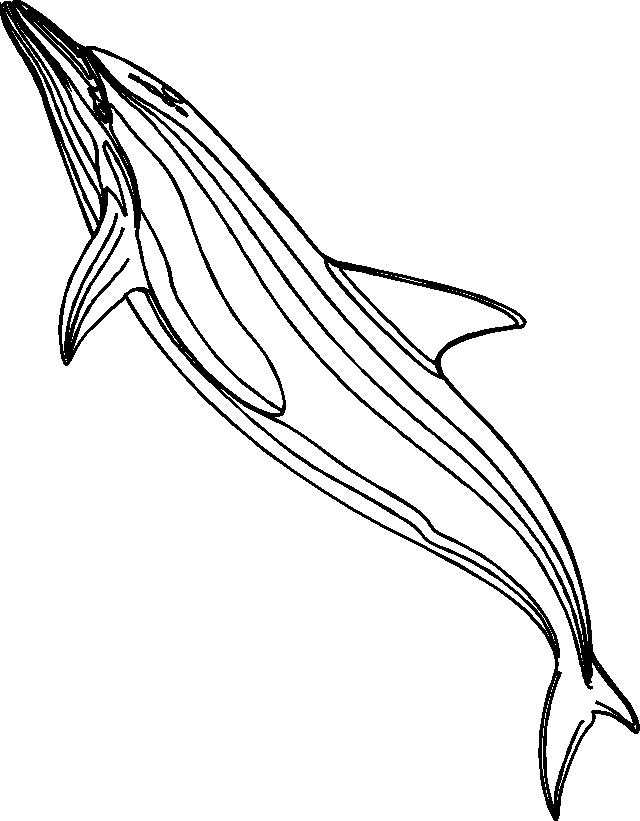 Dessin de dauphin a colorier