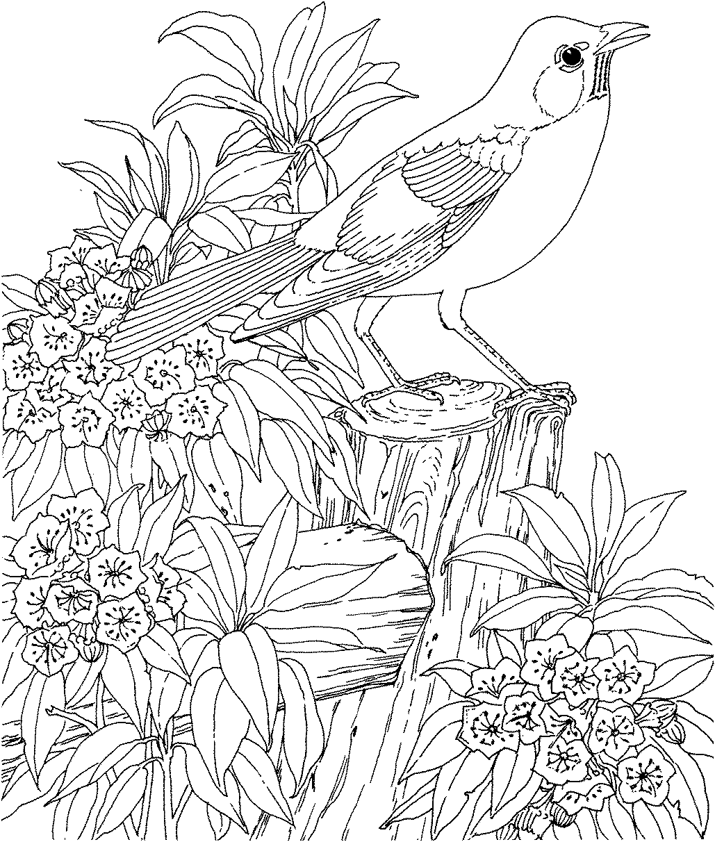 Image #19914 - Coloriage difficile gratuit