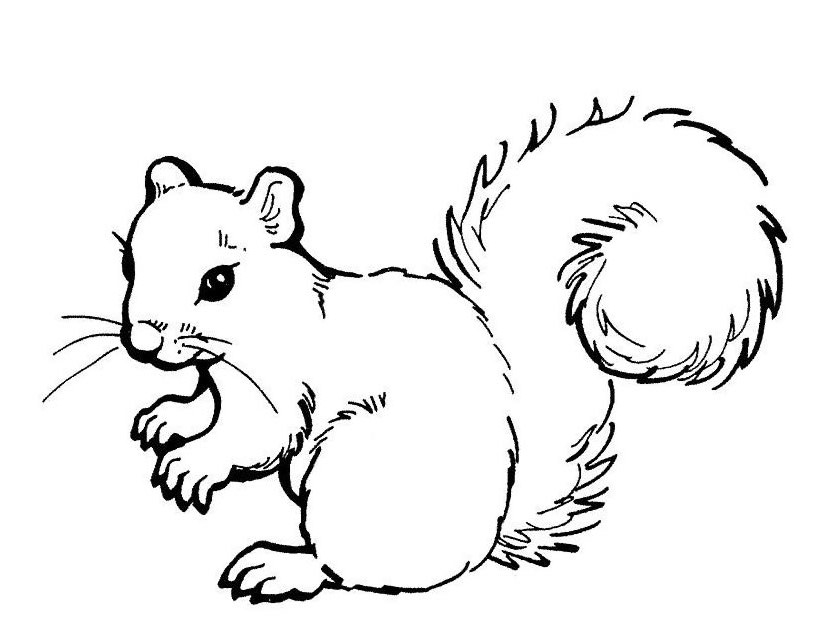 67 Dessins De Coloriage écureuil à Imprimer Sur Page 2