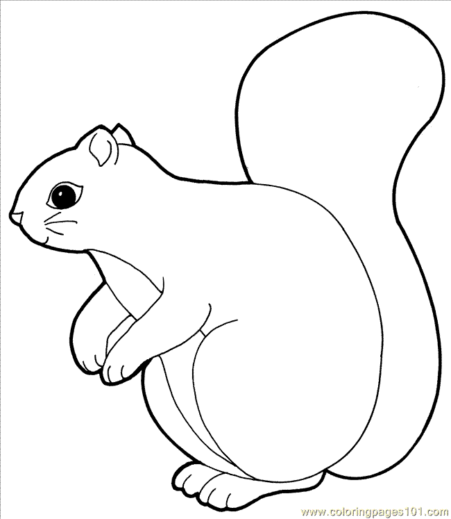 Dessin d'écureuil #176 - Cliquez pour imprimer  dessins à colorier écureuil (animals écureuil) gratuit à imprimer