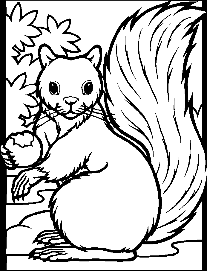Coloriage Ecureuils à imprimer Coloriages Animaux - coloriage écureuil à imprimer
