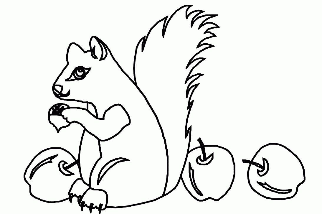 dessin à colorier écureuil animal dessins à colorier 