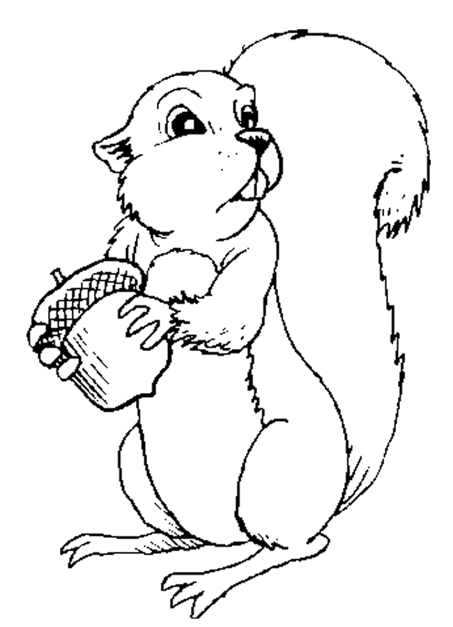 écureuil coloriage pages dessin gratuit à colorier site