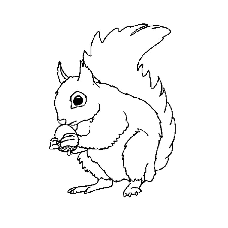 le coloriage ecureuil roux pour imprimer le coloriage ecureuil