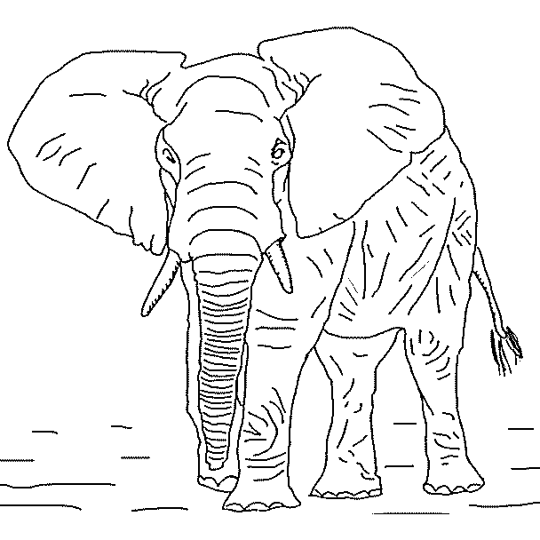 Dessin #12976 - dessin de elephant a imprimer