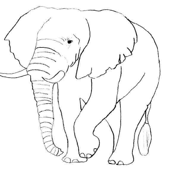 Dessin #12996 - dessin de elephant