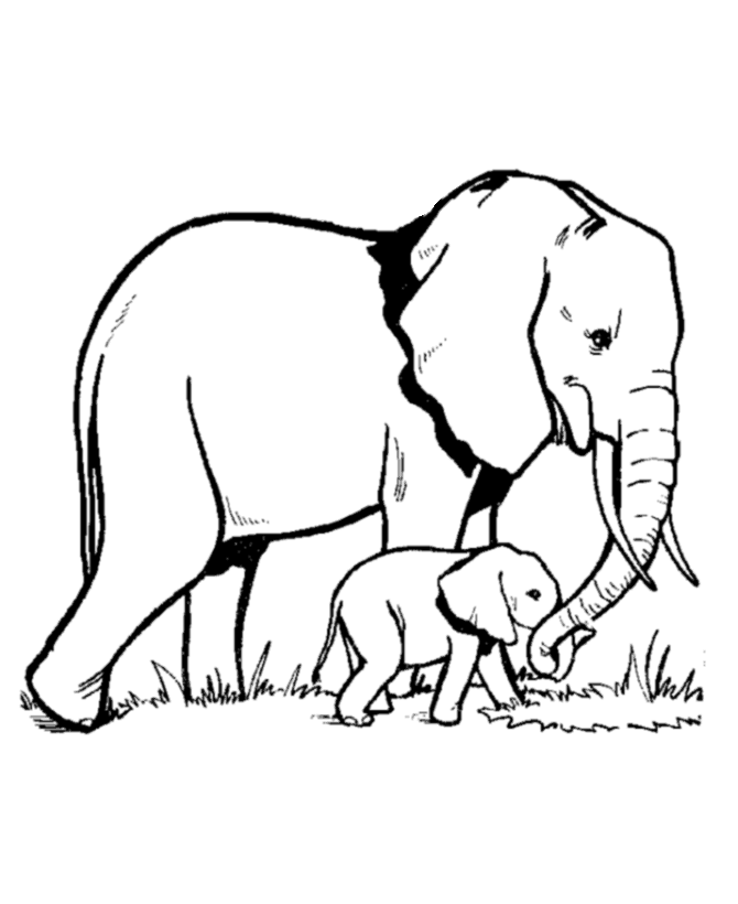 Dessin #13006 - coloriage elephant a imprimer