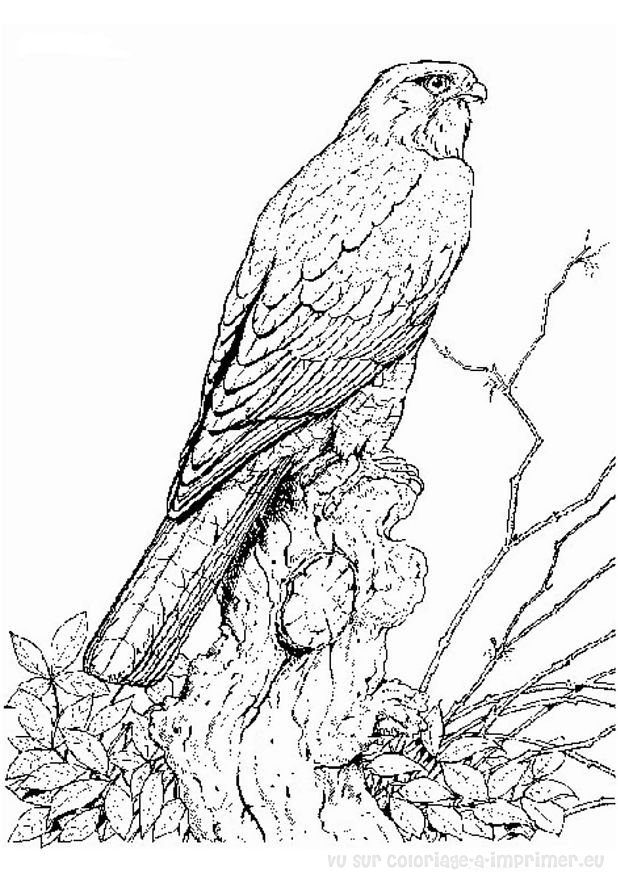 Dessin #13011 - Un beau dessin de faucon a imprimer et colorier