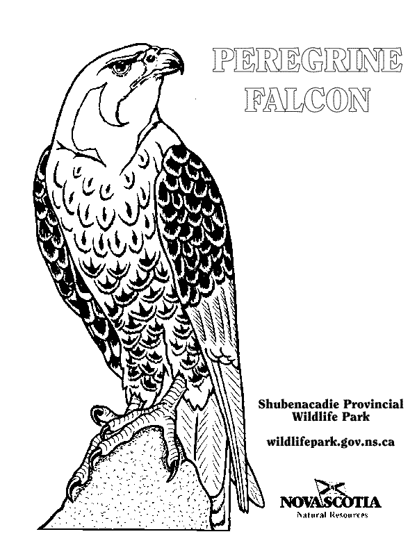 Dessin #13017 - coloriage de faucon gratuit a imprimer