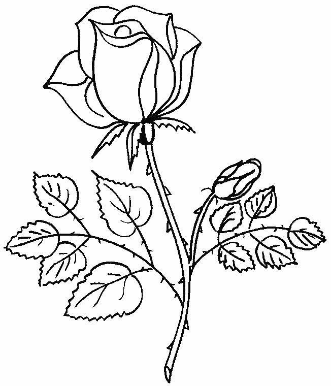 coloriage fleurs et plantes roses à colorier 