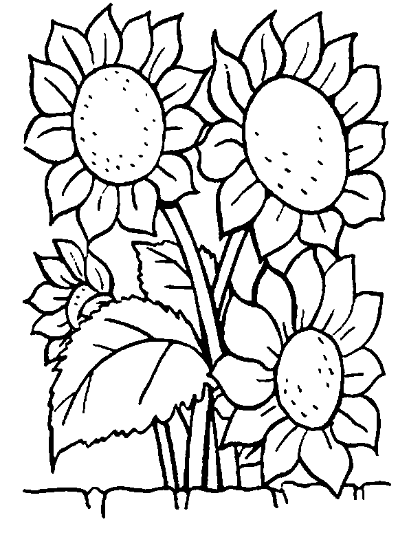 coloriage fleurs et plantes tournesols à colorier 